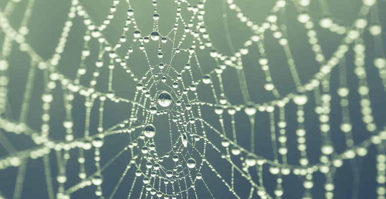 crawler-die-spinne-der-online-daten
